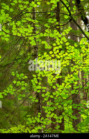 Érable (Acer circinatum) le long sentier des chutes d'eaux chaudes, Umpqua National Forest, Virginia Banque D'Images