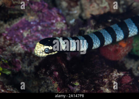 Une mer bagués krait, Laticauda colubrina, les recherches de proie sur un récif de corail. Banque D'Images