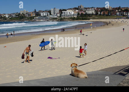 Chien en laisse, en attente de son maître pour revenir de la Surf Banque D'Images