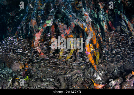 Petits kauderni passez au milieu des racines adventives de mangroves dans la région de Raja Ampat, en Indonésie. Banque D'Images