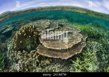 Beaux coraux durs poussent dans des eaux peu profondes dans une partie reculée de Raja Ampat, en Indonésie. Banque D'Images