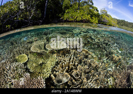 Les coraux sains se développent le long du bord d'une forêt de mangrove dans la région de Raja Ampat, en Indonésie. Banque D'Images