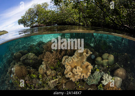 Les coraux sains se développent le long du bord d'une forêt de mangrove dans la région de Raja Ampat, en Indonésie. Banque D'Images