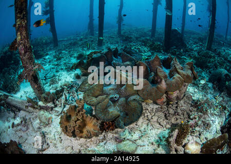 Les bénitiers Tridacna gigas, croître, près d'une jetée en bois dans le détroit de Dampier. Banque D'Images