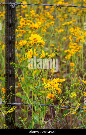 Tournesols mexicains traversent un fil barbelé à Flagstaff, Arizona. Libre tourné de fleurs sauvages qui traversent plus d'une clôture. La nature traverse des clôtures. Banque D'Images