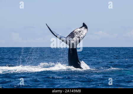 Une baleine à bosse soulève sa puissante queue comme il plonge dans la mer des Caraïbes. Banque D'Images