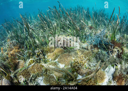 Jardin de corail, éponges et autres invertébrés croître dans une prairie d'herbes marines. Banque D'Images
