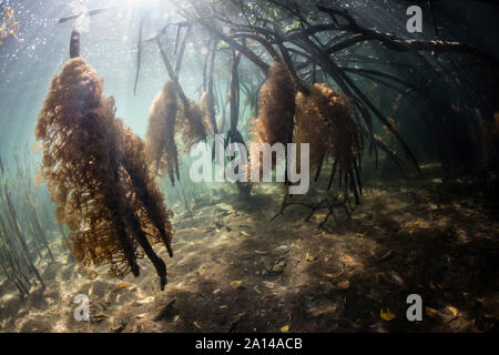 Le soleil brille sur les coraux mous qui poussent sur les racines dans une forêt de mangrove. Banque D'Images