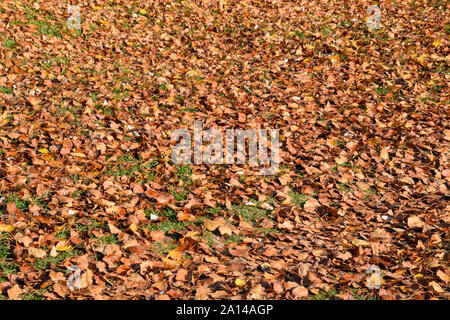 Arrière-plan de texture à partir de feuilles d'un peuplier. Un tapis d'automne feuillage d'automne jaune. la tournée des feuilles sèches d'un peuplier Banque D'Images