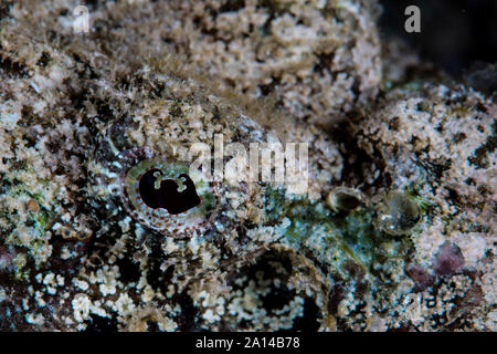 Un devil scorpionfish attend d'embuscade de proies. Banque D'Images