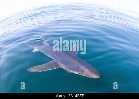 Un requin bleu au large de la côte de la Nouvelle Angleterre. Banque D'Images