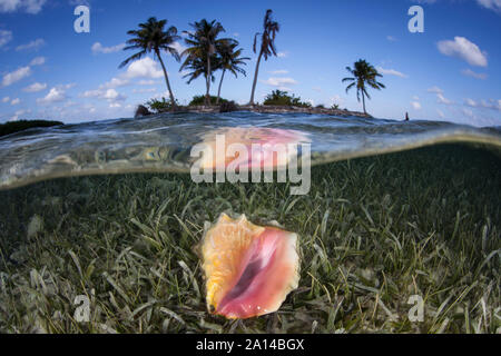 Un lambi se trouve sur un fond de sable peu profond dans la mer des Caraïbes. Banque D'Images