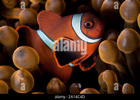 Un spinecheek jeune poisson clown nage entre les tentacules de l'anémone de son hôte. Banque D'Images