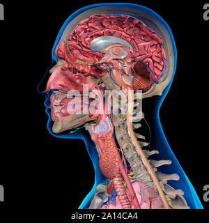 Section transversale de tête de l'homme anatomie sur fond noir. Banque D'Images