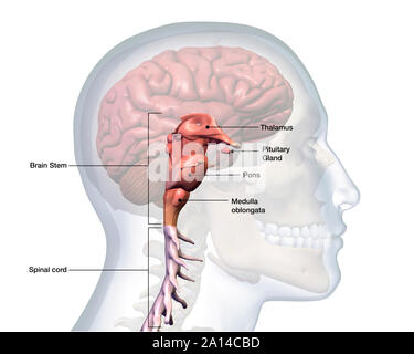 Les souches du cerveau et de la moelle épinière sur fond blanc. Banque D'Images