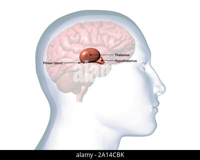 Profil de l'homme chef avec le thalamus, l'hypothalamus, la glande pinéale et l'anatomie du cerveau. Banque D'Images