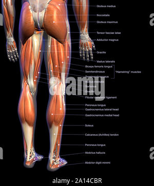 Anatomie de l'étiquette tableau masculin les muscles des jambes, sur fond noir. Banque D'Images