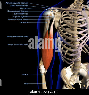 Anatomie de l'étiquette tableau masculin muscle biceps et des ligaments de l'épaule, fond noir. Banque D'Images