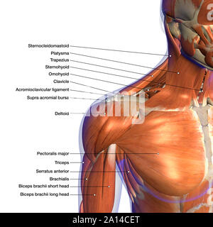 La mention de l'anatomie des muscles du cou et des épaules, sur fond blanc. Banque D'Images