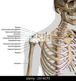 Anatomie de l'épaule de diagramme étiqueté les ligaments sur fond blanc. Banque D'Images