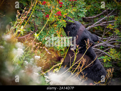 L'ours noir en quête de fruits rouges sur le Mont Rainier, Washington Banque D'Images