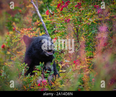 L'ours noir en quête de fruits rouges sur le Mont Rainier, Washington Banque D'Images