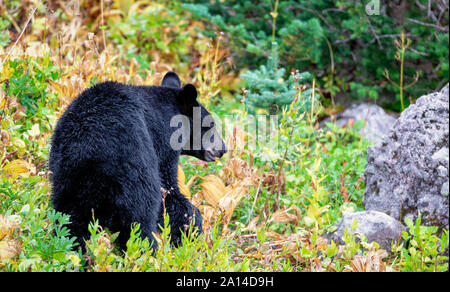 L'ours noir en quête de fruits rouges sur le Mont Rainier, Washington Banque D'Images