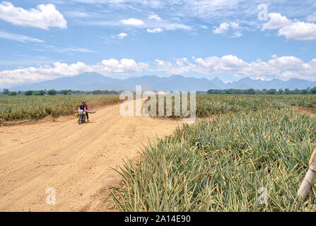 Plantation d'ananas à Malaybalay, Bukidnon, Philippines. Banque D'Images