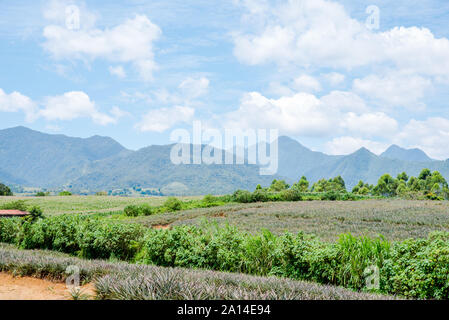 Plantation d'ananas à Malaybalay, Bukidnon, Philippines. Banque D'Images