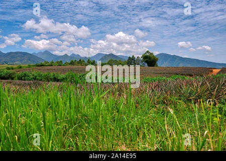 Plantation d'ananas à Malaybalay, Bukidnon, Philippines. Banque D'Images