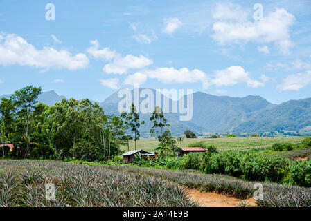 Plantation d'ananas à Malaybalay, Bukidnon, Philippines. Banque D'Images