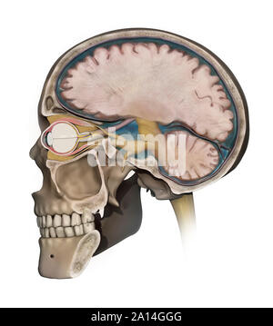 Illustration médicale représentant l'anatomie d'une coupe sagittale du crâne humain. Banque D'Images