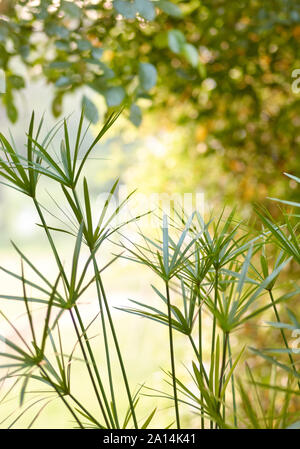 Cyperus pour décorer le jardin Banque D'Images