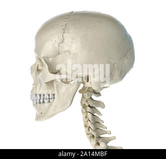 Profil de côté le crâne humain, sur fond blanc. Banque D'Images