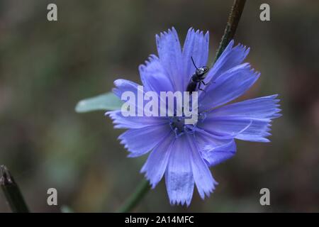 Une petite guêpe noire sur fond bleu Fleur Chickory Banque D'Images