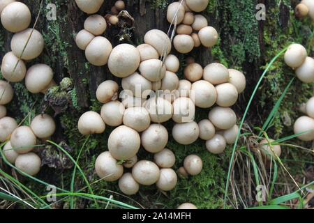 Champignons Puffball croissant sur une vieille souche d'arbre Moussu Banque D'Images