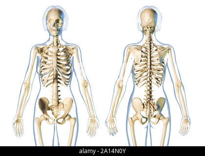 Le système squelettique femelle vue avant et arrière, sur fond blanc. Banque D'Images