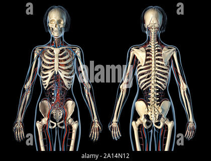 Anatomie féminine du système cardiovasculaire avec squelette, vues avant et arrière. Banque D'Images