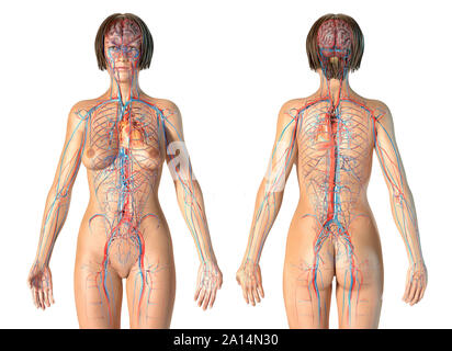 Anatomie féminine du système cardiovasculaire, vues avant et arrière. Banque D'Images