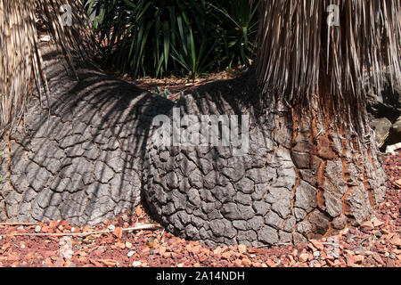 Sydney, Australie, base bulbeuse de deux arbres beaucarnea Banque D'Images