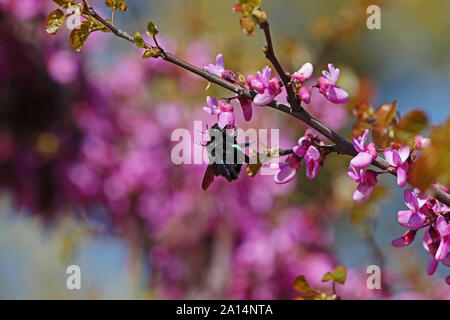 Carpenter bees Amérique xylocopa violacea mâle a bandes sur les antennes sur un accouplement ou rose pourpre fleur arbre de Judée Cercis siliquastrum latine Banque D'Images