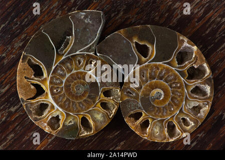 Ammonites ancienne, aussi appelée ammonoidea ammonoïdes, ou sont une forme de mollusque marin étroitement liée à celoids modernes, tels que le calmar Banque D'Images