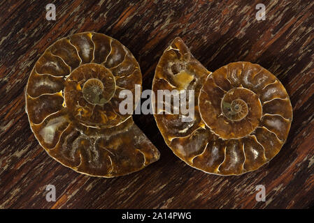 Ammonites ancienne, aussi appelée ammonoidea ammonoïdes, ou sont une forme de mollusque marin étroitement liée à celoids modernes, tels que le calmar Banque D'Images