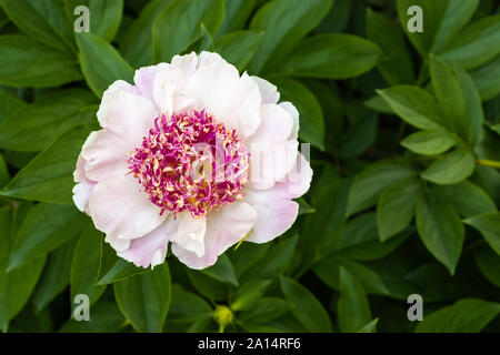 Une pivoine blanche fleur dans le jardin de sculptures Leo Mol, Parc Assiniboine, Winnipeg, Manitoba, Canada. Banque D'Images