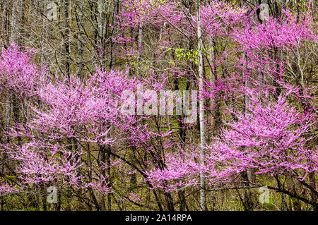 L'Est de redbud arbre en fleur dans les Smoky Mountains du Tennessee, USA, Amérique latine. Banque D'Images