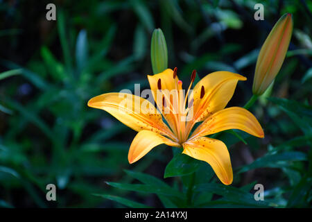 Lily asiatiques en été dans le Nouveau Mexique au jardin botanique Banque D'Images