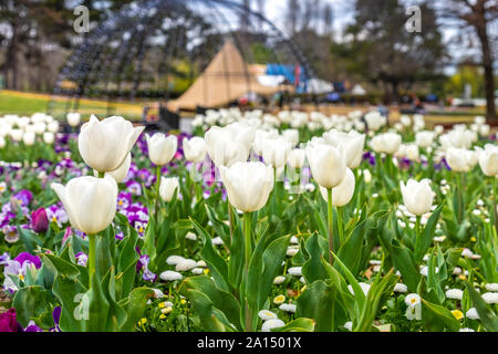 Les visiteurs d'admirer la masse de tulipes colorées à la Floriade 2019 show, Canberra, ACT, Australie. Banque D'Images