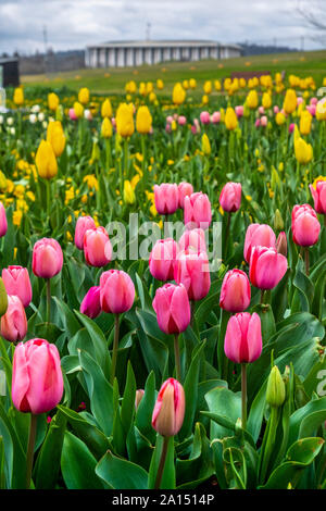 Les visiteurs d'admirer la masse de tulipes colorées à la Floriade 2019 show, Canberra, ACT, Australie. Banque D'Images