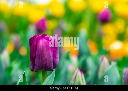 Les visiteurs d'admirer la masse de tulipes colorées à la Floriade 2019 show, Canberra, ACT, Australie. Banque D'Images