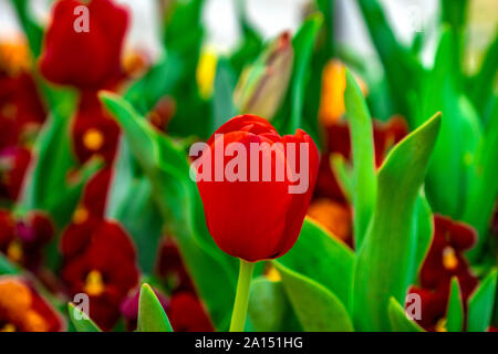 Les visiteurs d'admirer la masse de tulipes colorées à la Floriade 2019 show, Canberra, ACT, Australie. Banque D'Images
